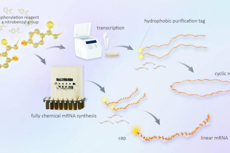 mRNA vaccines for disease outbreaks can be synthesized in less ...