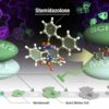 New chemical treatment reduces number of plant pores that regulate ...