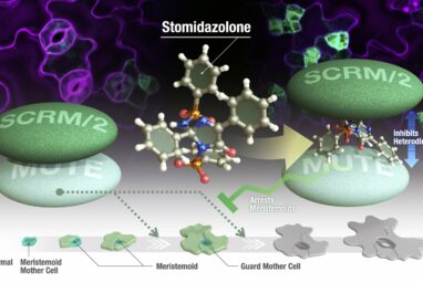 New chemical treatment reduces number of plant pores that regulate ...