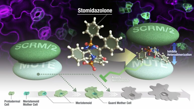 New chemical treatment reduces number of plant pores that regulate ...