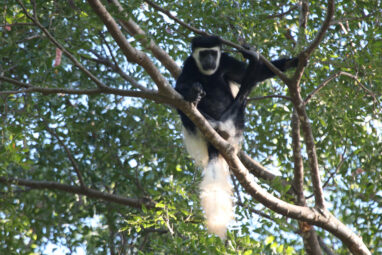 New temperature conditions found in two thirds of key tropical forests