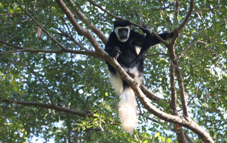 New temperature conditions found in two thirds of key tropical forests