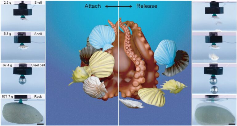 Octopus-inspired adhesive shows promise for underwater salvage ...