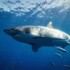 Pilot expeditions work to preserve the white shark in the ...