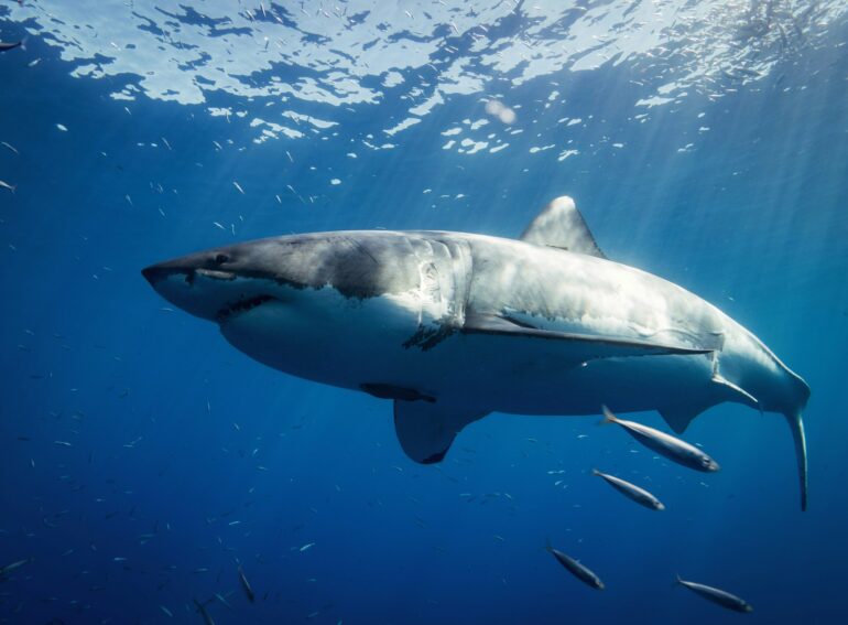 Pilot expeditions work to preserve the white shark in the ...