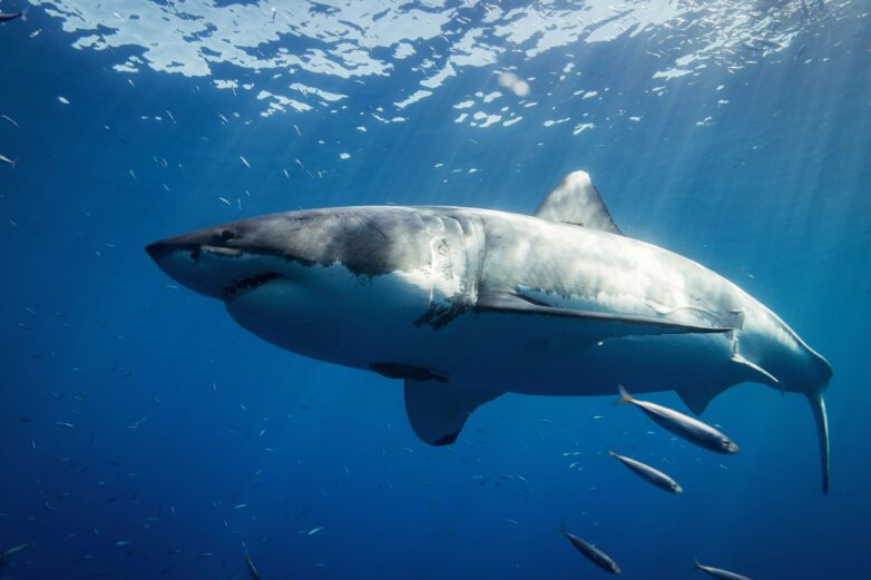 Pilot expeditions work to preserve the white shark in the ...