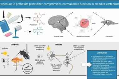 Plasticizers impair normal brain function in vertebrates, study finds