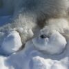 Polar bears are sustaining ice-related paw injuries in a warming ...