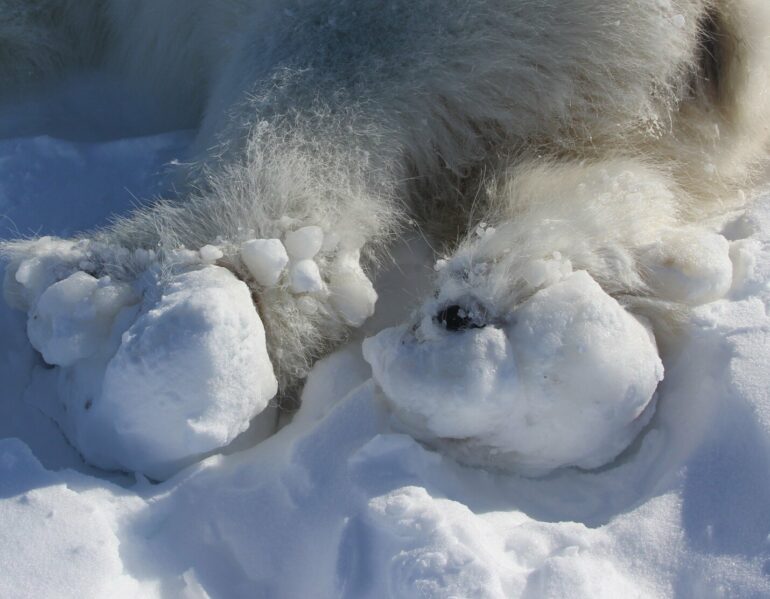 Polar bears are sustaining ice-related paw injuries in a warming ...