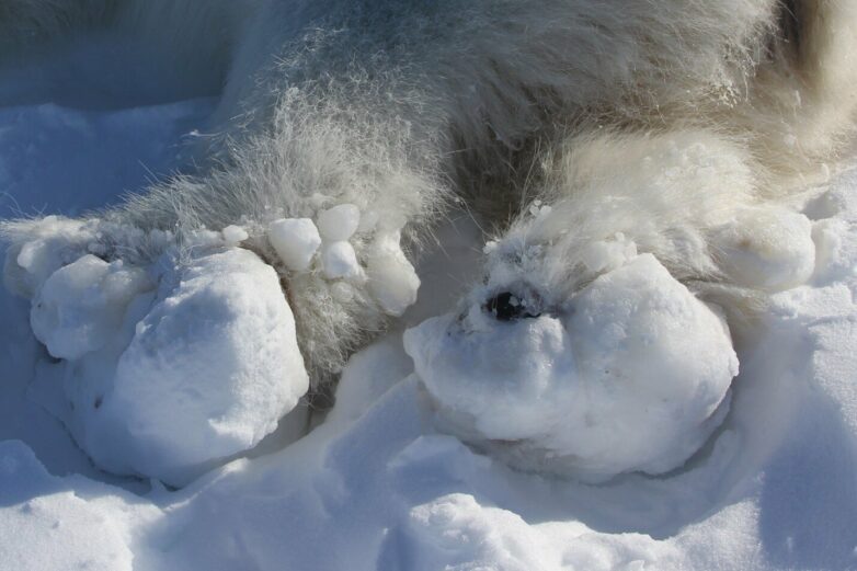 Polar bears are sustaining ice-related paw injuries in a warming ...