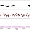 Rare ultra-luminous nova spotted in the Small Magellanic Cloud