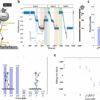 Research provides new insights into role of mechanical forces in ...