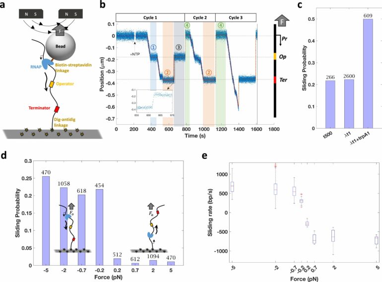 Research provides new insights into role of mechanical forces in ...