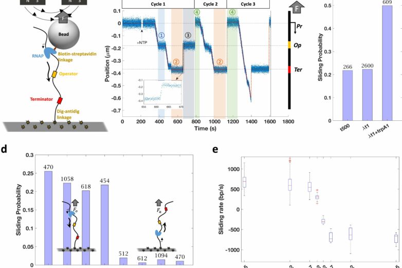 Research provides new insights into role of mechanical forces in ...