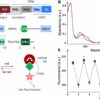 Researchers uncover new plant perception mechanism for light and heat