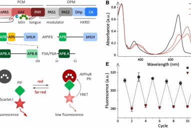 Researchers uncover new plant perception mechanism for light and heat