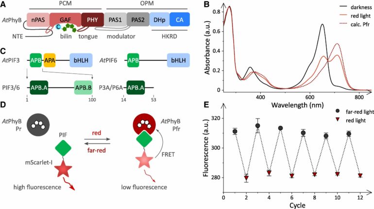 Researchers uncover new plant perception mechanism for light and heat