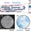 Scientists achieve unprecedented control of active matter