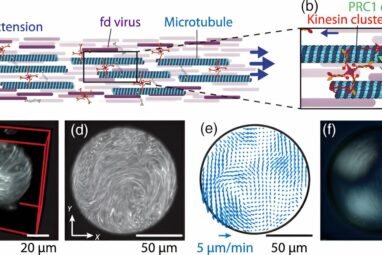 Scientists achieve unprecedented control of active matter