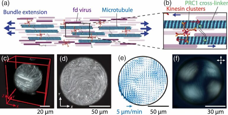 Scientists achieve unprecedented control of active matter