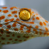 Scientists uncover auditory 'sixth sense' in geckos