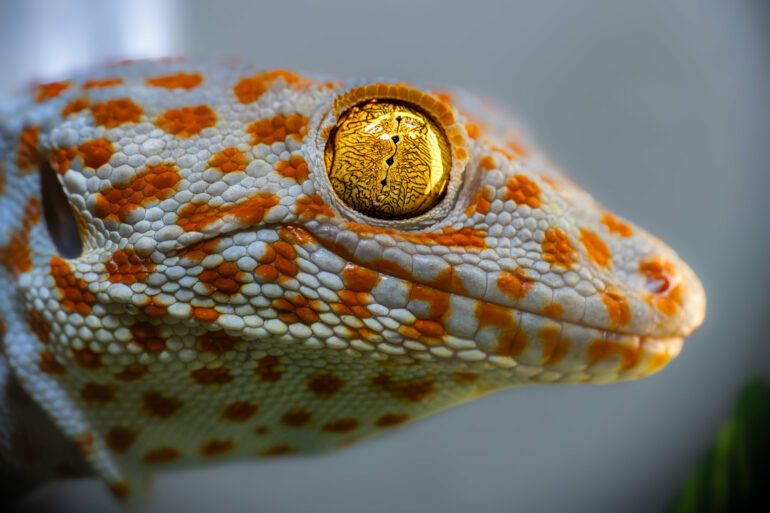 Scientists uncover auditory 'sixth sense' in geckos