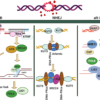 DNA damage repair: historical perspectives, mechanistic pathways ...