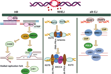 DNA damage repair: historical perspectives, mechanistic pathways ...