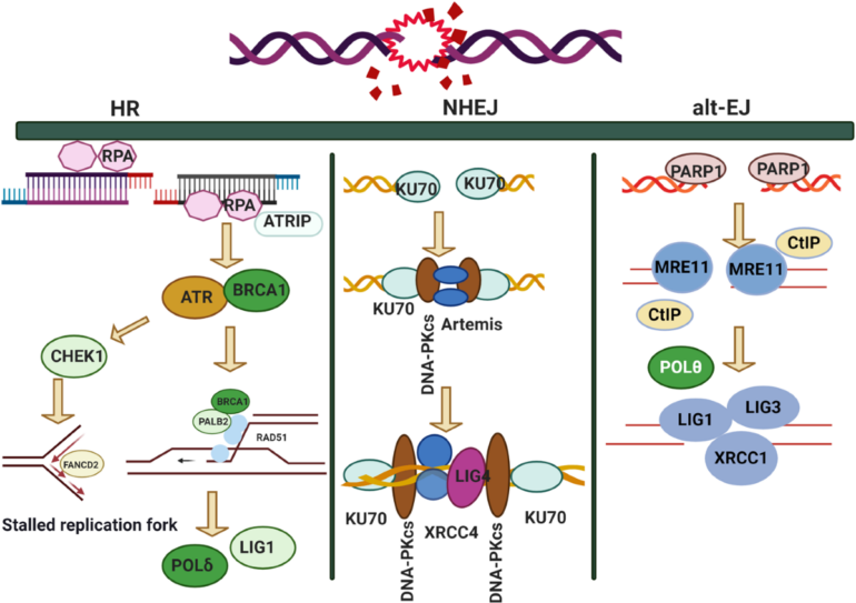 DNA damage repair: historical perspectives, mechanistic pathways ...