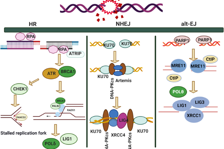 DNA damage repair: historical perspectives, mechanistic pathways ...