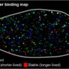 Aberrant DNA-binding dynamics of cancer-linked chromatin ...