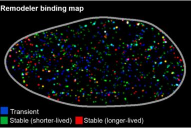 Aberrant DNA-binding dynamics of cancer-linked chromatin ...