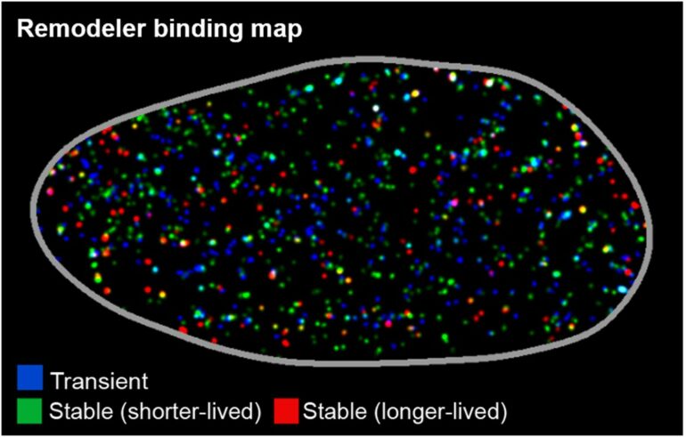 Aberrant DNA-binding dynamics of cancer-linked chromatin ...