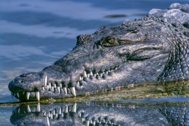 Sinuses prevented prehistoric crocodile relatives from deep diving ...