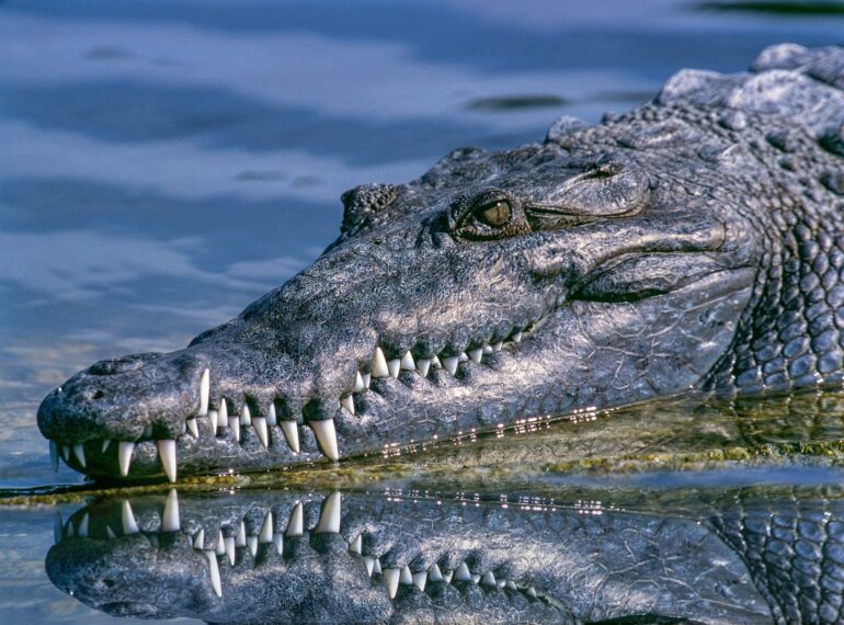 Sinuses prevented prehistoric crocodile relatives from deep diving ...