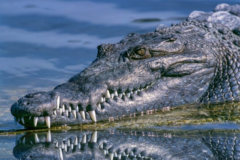 Sinuses prevented prehistoric crocodile relatives from deep diving ...