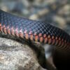 Snakes in the city: Ten years of wildlife rescues reveal insights ...