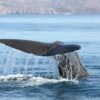 Sperm whale departure linked to decline in jumbo squid population ...