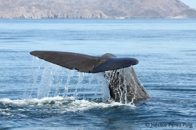 Sperm whale departure linked to decline in jumbo squid population ...