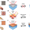 A dynamic thermoregulatory material inspired by squid skin ...