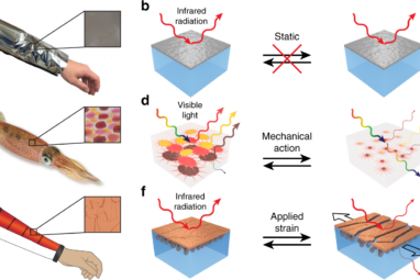 A dynamic thermoregulatory material inspired by squid skin ...