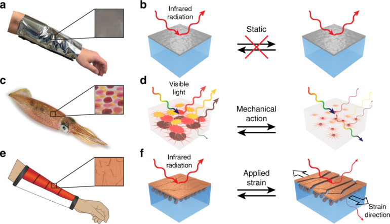 A dynamic thermoregulatory material inspired by squid skin ...