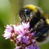 Stressed bees make pessimistic choices and may experience emotion ...