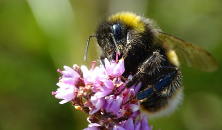 Stressed bees make pessimistic choices and may experience emotion ...