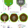 Structural biology analysis of a Pseudomonas bacterial virus ...