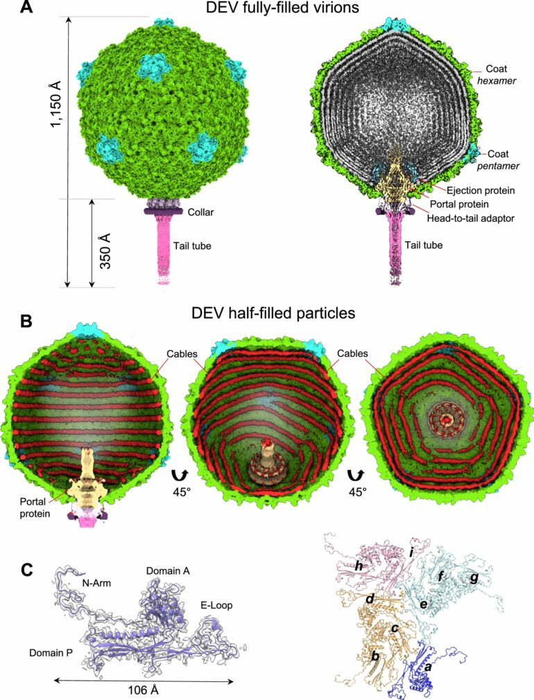 Structural biology analysis of a Pseudomonas bacterial virus ...