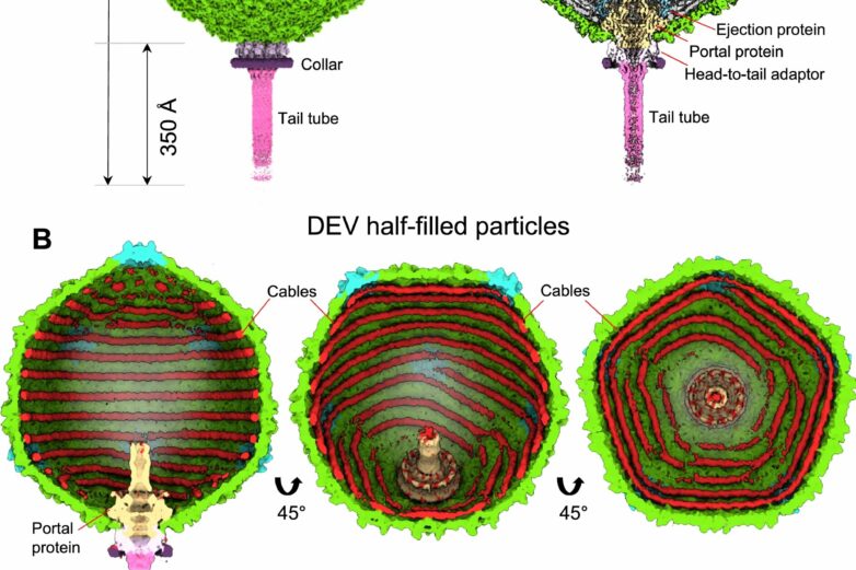 Structural biology analysis of a Pseudomonas bacterial virus ...