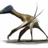 Study determines when and how pterosaurs went from tiny tree ...