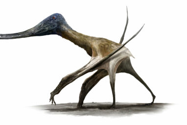 Study determines when and how pterosaurs went from tiny tree ...