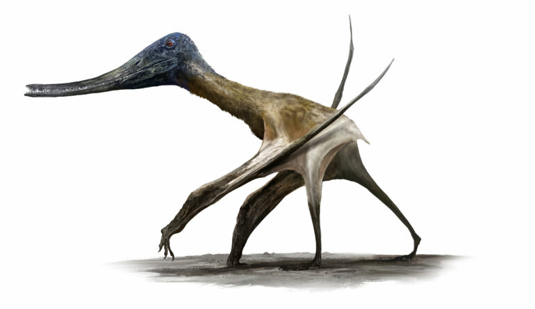 Study determines when and how pterosaurs went from tiny tree ...